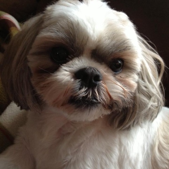 Meet your Posher, Kim - Picture 4 of 7